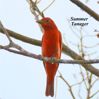 Summer Tanager